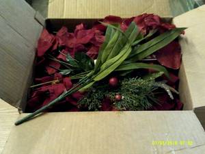 box of holiday bushes red ...