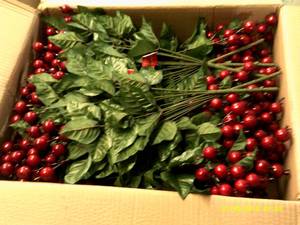 box of holiday bushes red ...