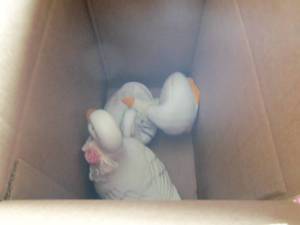 3 White duck Stautes...