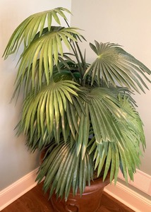 lot 79 image: Large Fountain Palm Faux Plant