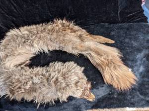 lot 69 image: Fox Fur Cape with front closure