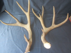 lot 8 image: Antlers