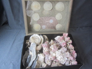 lot 18 image: Sand Dollar, Shells