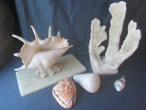 lot 71 image: Shells