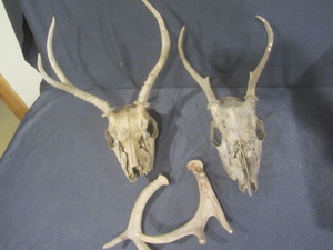lot 103 image: Deer Skulls, Antlers