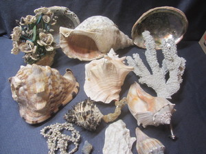 lot 218 image: Shells