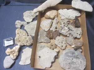 lot 255 image: Rocks with Fossils