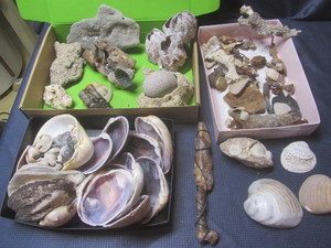 lot 257 image: Shells, Ocean Treasures