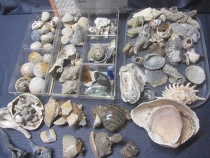 lot 259 image: Shells, Ocean Treasures