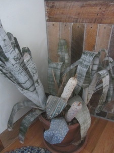 lot 235 image: House Plant