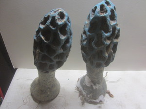 lot 319 image: Morel Mushroom - Cement