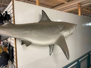 lot 2 image: Beautiful Cancun Mexico 8 Foot Bull Shark Mount Taxidermy