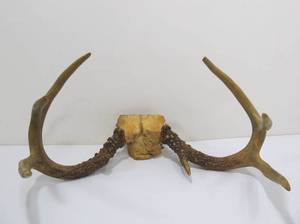 lot 65 image: Set of Genuine Deer Antlers