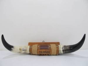 lot 209 image: Genuine Mounted SteerBull Horn Display - Colorado