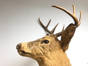 lot 291 image: Large Vintage Whitetail Buck Taxidermy Shoulder Mount