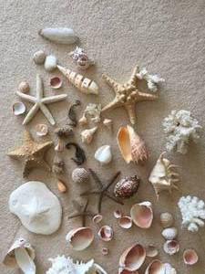 lot 192 image: Seashell Lot