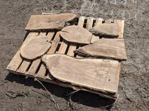 lot 40 image: (6) Black Walnut Slices (Cookies) for Crafts and More (1 Thick)