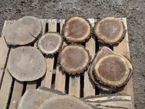 lot 41 image: (8) Black Walnut Slices (Cookies) for Crafts and More (1 Thick)