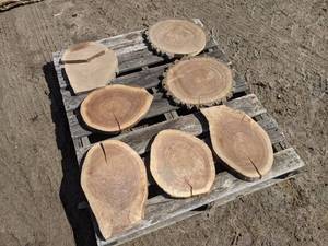 lot 42 image: (7) Black Walnut Slices (Cookies) for Crafts and More (1 Thick)