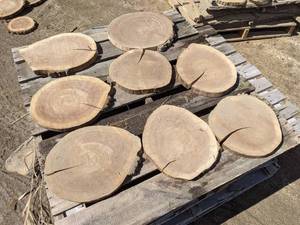 lot 43 image: (8) Black Walnut Slices (Cookies) for Crafts and More (1 Thick)