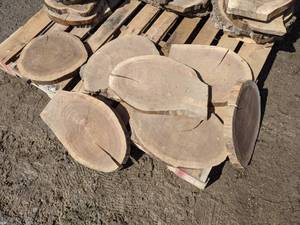 lot 44 image: (7) Black Walnut Slices (Cookies) for Crafts and More (1 Thick)