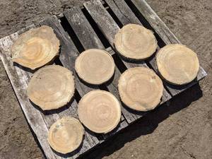 lot 45 image: (8) Birch Slices (Cookies) for Crafts and More (1 Thick)