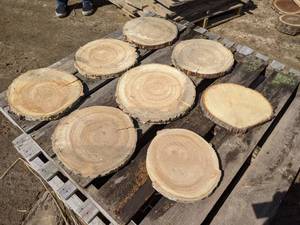 lot 46 image: (8) Birch Slices (Cookies) for Crafts and More (1 Thick)