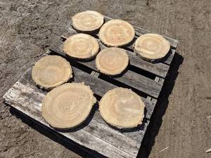 lot 47 image: (8) Birch Slices (Cookies) for Crafts and More (1 Thick)