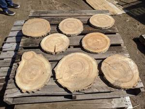 lot 48 image: (8) Birch Slices (Cookies) for Crafts and More (1 Thick)