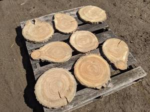 lot 49 image: (8) Birch Slices (Cookies) for Crafts and More (1 Thick)