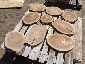 lot 50 image: (9) Black Walnut Slices (Cookies) for Crafts and More (1 Thick)