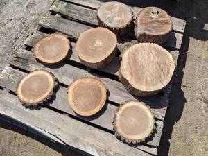 lot 51 image: (8) Black Walnut Slices (Cookies) for Crafts and More (3.5 & 1 Thick)