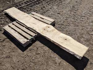 lot 8 image: Maple Live Edge Slab (1 Thick)