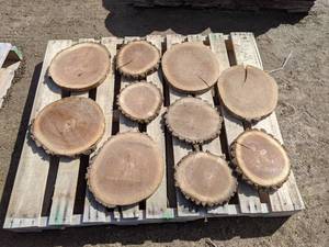 lot 70 image: (10) Black Walnut Slices (Cookies) for Crafts and More (1 Thick)