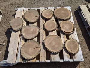 lot 71 image: (10) Black Walnut Slices (Cookies) for Crafts and More (1 Thick)