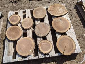 lot 72 image: (10) Black Walnut Slices (Cookies) for Crafts and More (1 Thick)
