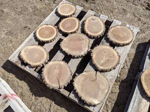 lot 73 image: (10) Black Walnut Slices (Cookies) for Crafts and More (1 Thick)