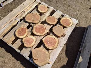 lot 75 image: (10) Red Cedar Slices (Cookies) for Crafts and More (1 Thick)