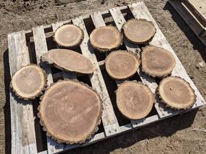 lot 76 image: (10) Black Walnut Slices (Cookies) for Crafts and More (1 Thick)