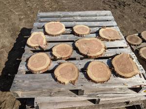 lot 77 image: (10) Red Cedar Slices (Cookies) for Crafts and More (1 Thick)