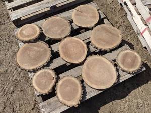 lot 78 image: (10) Black Walnut Slices (Cookies) for Crafts and More (1 Thick)