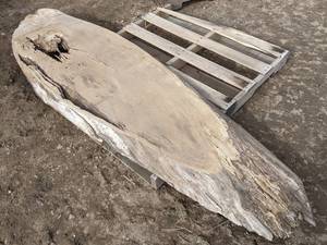 lot 22 image: Oak Slab - Great for Resin Filled Table - Approximately 88 x 26 x 2