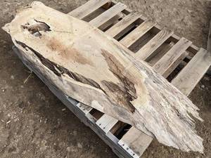 lot 26 image: Oak Slab - Great for Resin Filled Table - Approximately 69 x 24 x 2