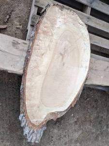 lot 61 image: Maple Live Edge Slice - Approximately 41 x 20  (1 Thick)