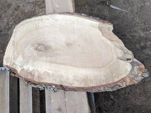 lot 62 image: Maple Live Edge Slice - Approximately 33 x 18  (1 Thick)