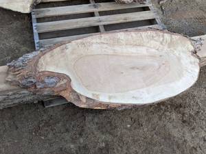 lot 63 image: Maple Live Edge Slice - Approximately 50 x 21  (1 Thick)