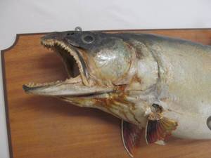 fish mount