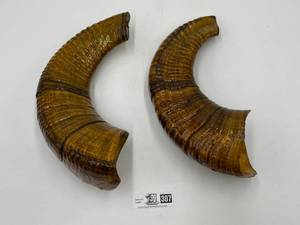 lot 307 image: Real Authentic Ram Horns