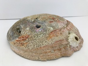lot 50 image: Abalone Shell