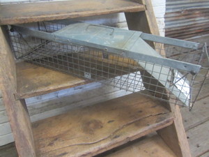 lot 18 image: Live Trap